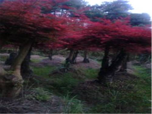 Wuyuan China código de descuento de vacaciones booking.com